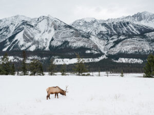 Elk in the snow in front of a mountain