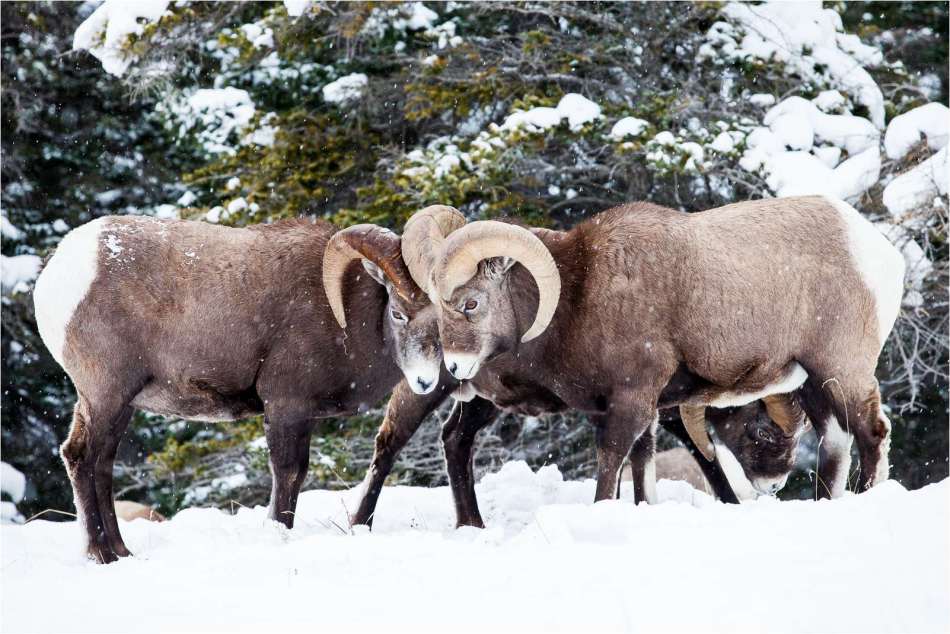 Jasper Alberta Canada Winter Wildlife Discovery Tour Photography