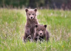two Grizzley bear cubs in summer