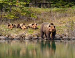 Bear and three cubs at a river